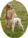 Alpaca Breeder in EVESHAM - Cotswold Vale Alpacas