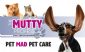 dog training in BRISTOL - The Mutty Professor