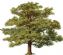 Tree Surgeons in CAERNARFON - Nick Cranham Tree Services Tree Surgeons in CAERNARFON - Nick Cranham Tree Services