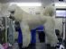 Dog Grooming in PORTSMOUTH - Clare's Dog Grooming Ltd Dog Grooming in PORTSMOUTH - Clare's Dog Grooming Ltd