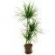 massage therapists in NORWICH - The Dragon Tree
