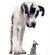 dog walkers in WARRINGTON - DDs Pets