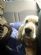 Pets and Animals in SKELMERSDALE - Walk and Watch Pet Services Pets and Animals in SKELMERSDALE - Walk and Watch Pet Services
