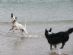 pet boarding in EDINBURGH - Watsons Walkies & Pet Care