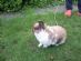 pet sitting in MANCHESTER - The Rabbit And Guinea-Pig Sitters pet sitting in MANCHESTER - The Rabbit And Guinea-Pig Sitters