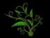 food retailers in CHESTERFIELD - George's Speciality Chutney's