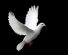  in STRATHAVEN - Doves In Love