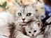 pet sitting in STOCKPORT - PurrrFect Cat Sitter pet sitting in STOCKPORT - PurrrFect Cat Sitter