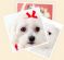 Dog Grooming in BIRCHINGTON - Fancy Paws of Birchington Dog Grooming in BIRCHINGTON - Fancy Paws of Birchington