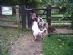  in CHORLEY - Paws for Walks