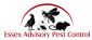 pest control in ROMFORD - Essex Advisory Pest Control