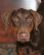 dog walkers in BASILDON - Noak Bridge Pet Care