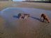  in WESTON-SUPER-MARE - Happy Friends Dog Walking and Pat Sitting