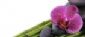 massage therapists in HUDDERSFIELD - Orchid Holistics