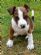 Boarding Kennels in ANTRIM - Rathmore Boarding Kennels