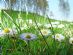 Gardening in LOWESTOFT - Daisyhorse Garden Services