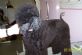 Dog Grooming in LAUNCESTON - The Funky Mutt Hutt Dog Grooming in LAUNCESTON - The Funky Mutt Hutt