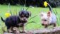 dog walkers in LONDON - Parkside Dogs dog walkers in LONDON - Parkside Dogs