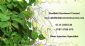 Weed Control in SHEFFIELD - Sheffield Knotweed Control