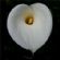 beauty in LONDON - Acupuncture Life Shepherds Bush