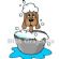 Dog Grooming in MACCLESFIELD - Hair Off The Dog Dog Grooming in MACCLESFIELD - Hair Off The Dog