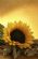 Secretarial Services in WARWICK - Rural Support Services