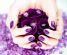 beauty in LONDON - Purple Rose Freedom