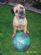 dog walkers in WARRINGTON - Lincoln Walks