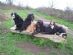 Dog Walkers in WALTON-ON-THAMES - Barbaras Dog Walking and Pet Sitting Service