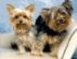 pet sitting in MANCHESTER - Dreams Pet Services pet sitting in MANCHESTER - Dreams Pet Services