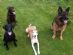 pet boarding in EDINBURGH - Doolittles pet services