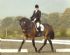 Horse Riding in BOLTON - Elsie Prescott