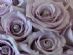 florists in GLASGOW - Flowers by Lynne Williams