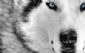 dog walkers in TEDDINGTON - Hairy McClairy's Pet Care Services dog walkers in TEDDINGTON - Hairy McClairy's Pet Care Services