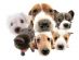 dog walkers in WARRINGTON - WaggyWalksWarrington