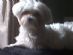 Pet Services in LONDON - Bark & Purr Pet Services in LONDON - Bark & Purr