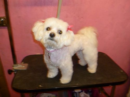 Dog Grooming Trowbridge Cardiff Dog Grooming Trowbridge Cardiff