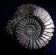 Collectables in BEDFORD - Palaeo Jo's