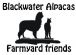 Alpaca Breeder in BRAINTREE - Blackwater Alpacas