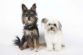 pet boarding in EDINBURGH - Happy Tails Edinburgh