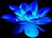 Hypnotherapy in LEEDS - Lotus Flower Hypnotherapy (Claire Page DipH Reg Hyp) Hypnotherapy in LEEDS - Lotus Flower Hypnotherapy (Claire Page DipH Reg Hyp)