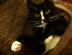 dog walkers in SUNDERLAND - Whitburn Whiskers