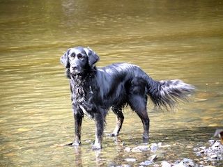 Jody in the river - Dog Walkers Plymouth