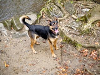 Meg on dartmoor - Dog Walkers Plymouth
