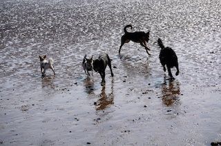 Dogs having fun - Dog Walkers Plymouth