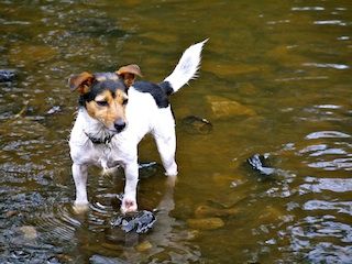 Snook doggy dog paddling - Dog Walkers Plymouth