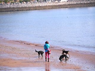 Walking on the beach - Dog Walkers Plymouth