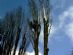 gardeners in WATFORD - R.f Tree Services and Landscape Contractor gardeners in WATFORD - R.f Tree Services and Landscape Contractor