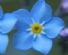 Foot Health Practitioners in NORWICH - Forget Me Not