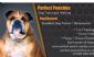 dog training in LONDON - Perfect Pooches